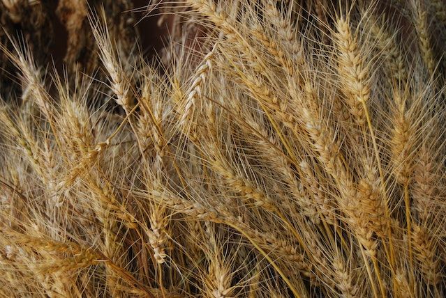 СЕТЧАТКА И РИСК СМЕРТИ