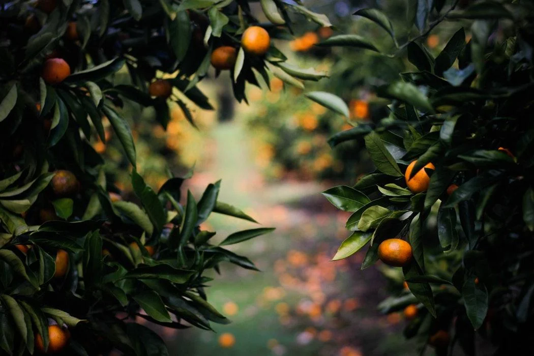 ORANGES, GIBBERISH, AND BLINDNESS